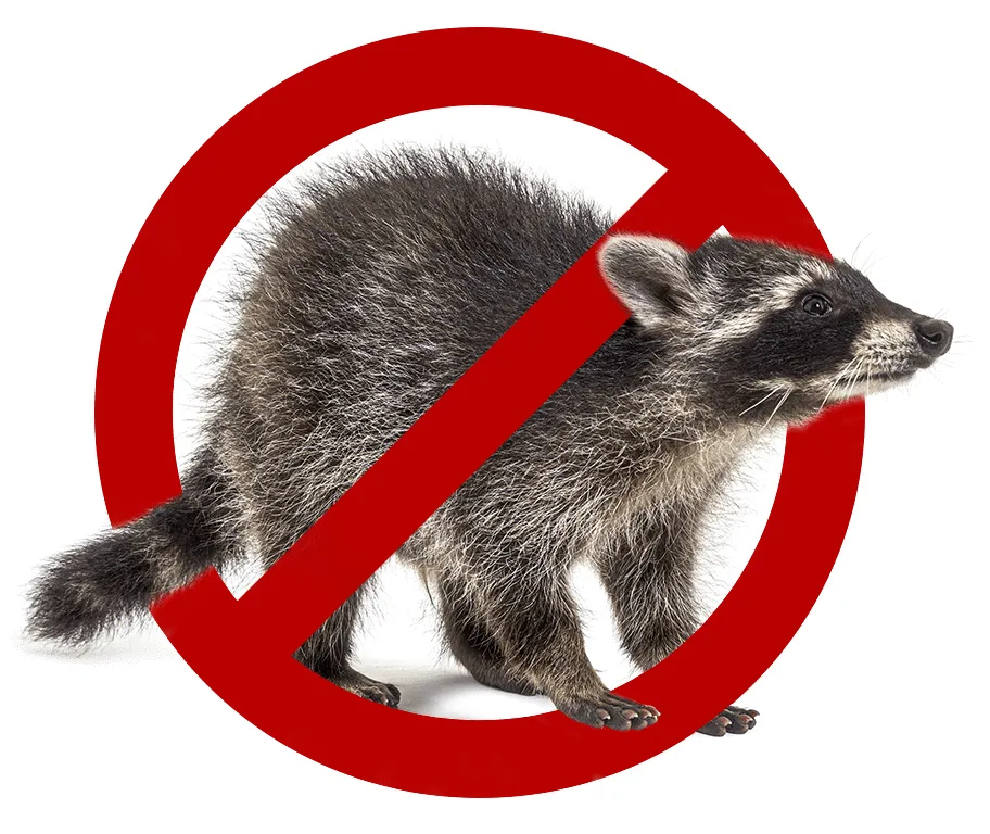4. Raccoon-Free Zone